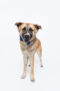 Biscuit (Chip) - Photo 5