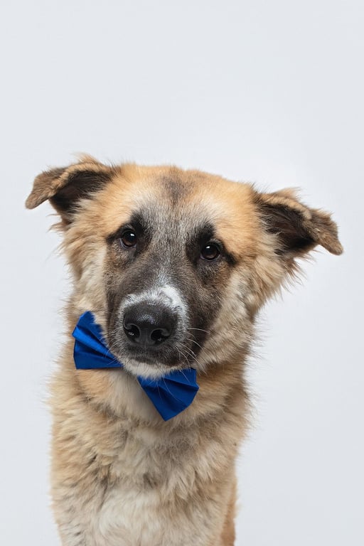 Biscuit (Chip) Image