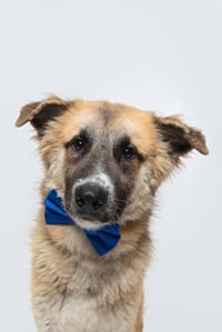 Biscuit (Chip) - Photo 1