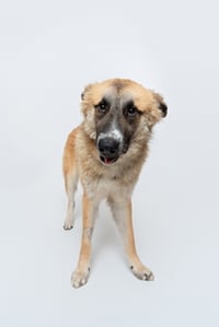 Biscuit (Chip) - Photo 3