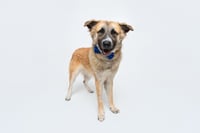 Biscuit (Chip) - Photo 7