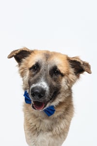 Biscuit (Chip) - Photo 6