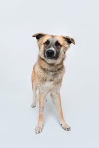 Biscuit (Chip) - Photo 2