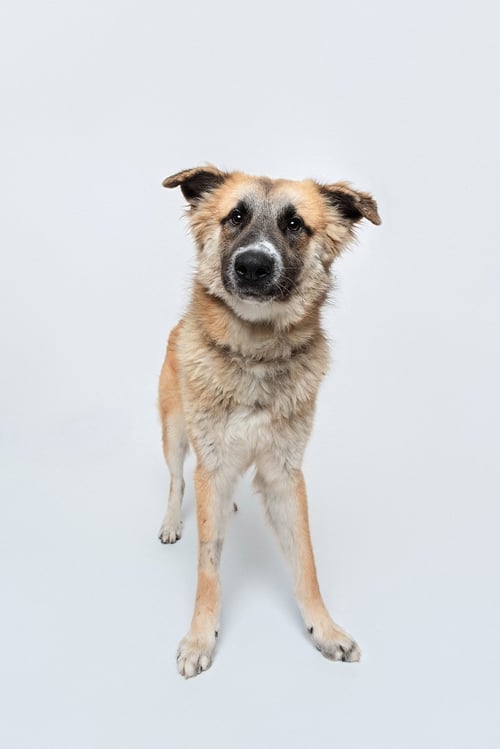 BISCUIT (CHIP) - Anatolian Shepherd available for adoption
