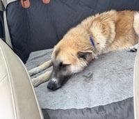 Biscuit (Chip) - Photo 10