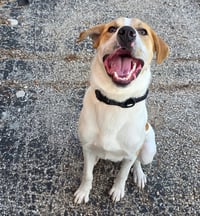Buddy - Photo 3