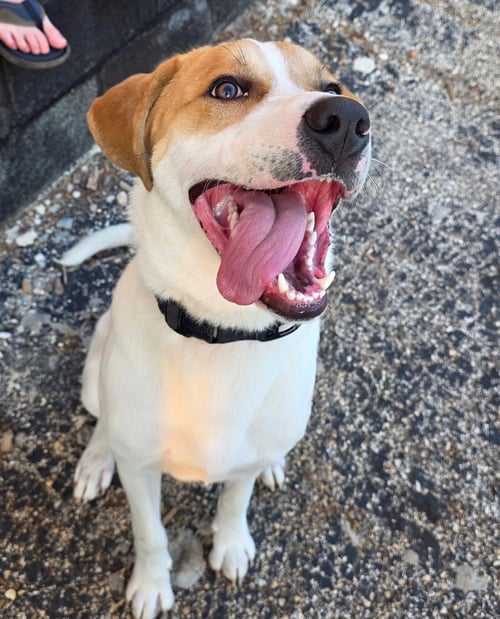 BUDDY - Labrador Retriever / Hound for adoption in Houston