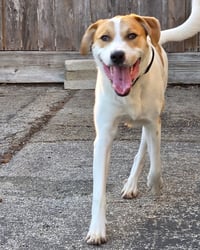 Buddy - Photo 4