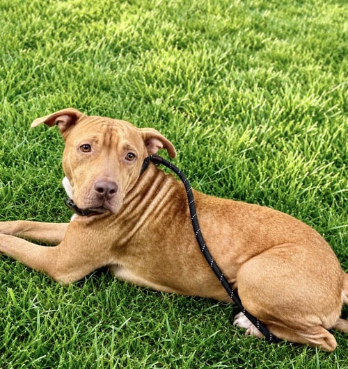 HOPE - Rhodesian Ridgeback / Labrador Retriever available for adoption