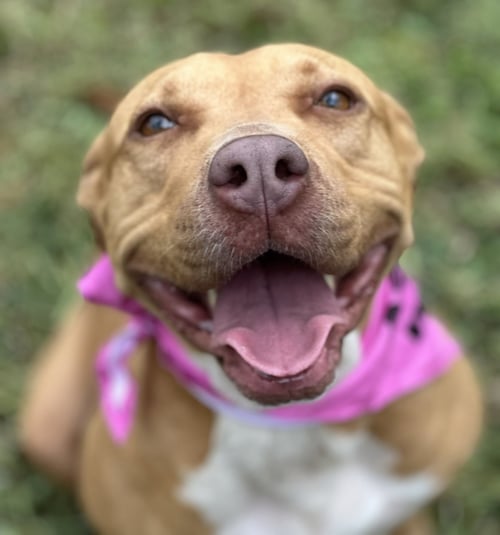 HOPE - Rhodesian Ridgeback / Labrador Retriever for adoption in Houston
