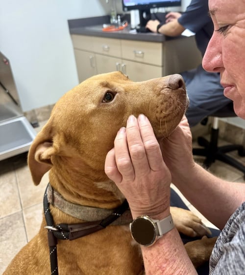 HOPE - Rhodesian Ridgeback / Labrador Retriever available for adoption