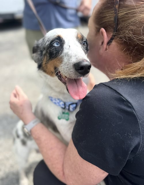 DOLLY MAE - Australian Shepherd for adoption in Houston