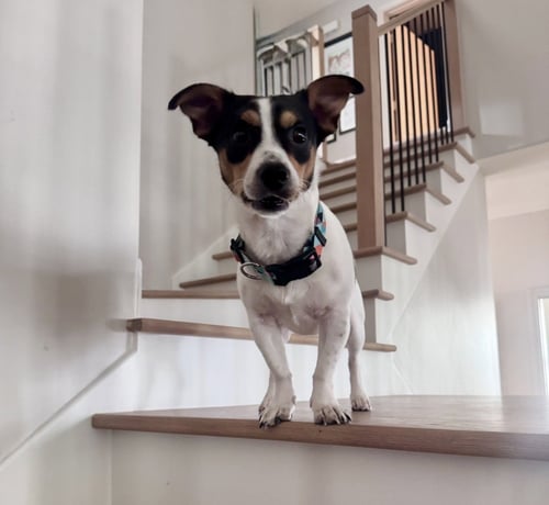 CROUTON - Jack Russell Terrier available for adoption