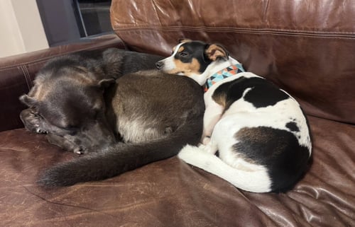 CROUTON - Jack Russell Terrier available for adoption