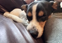 Crouton - Photo 3