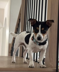 Crouton - Photo 6