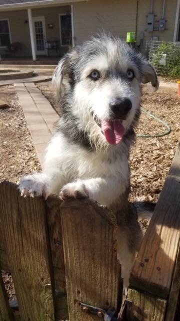 PIERCE - Schnauzer / Husky for adoption in Houston