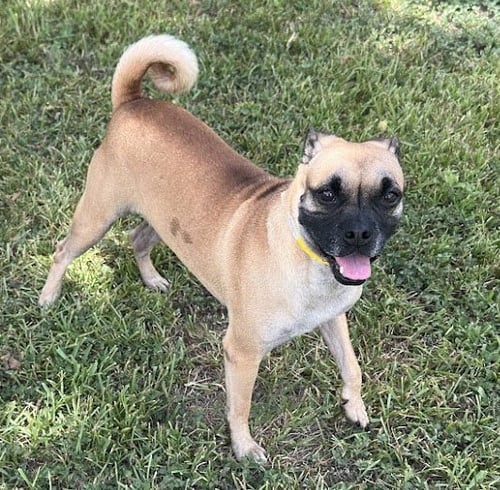 CHLOE - Pug for adoption in Houston