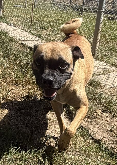 CHLOE - Pug available for adoption