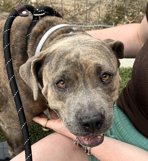 PATTY - Pit Bull Terrier available for adoption