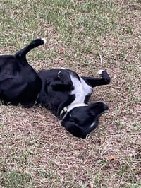 Ozzie - Photo 6