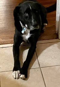 Ozzie - Photo 2