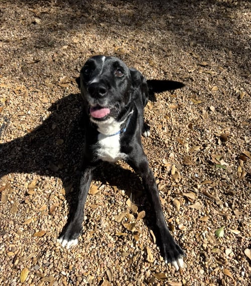 OZZIE - Labrador Retriever / Border Collie available for adoption