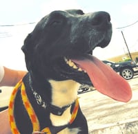 Ozzie - Photo 3