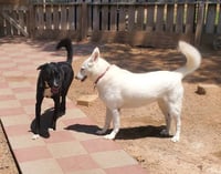 Ozzie - Photo 4