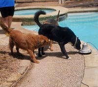 Ozzie - Photo 5