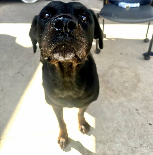 CEYLON - Rottweiler available for adoption