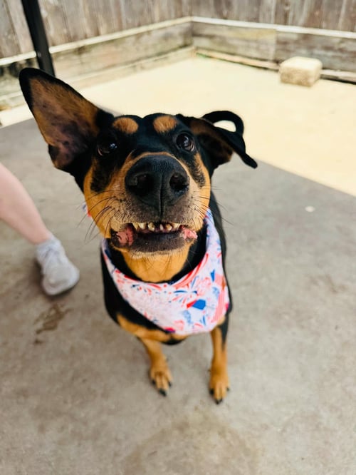MADELINE - Doberman Pinscher / Pointer for adoption in Houston