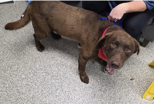 GOOSE FKA LENNY - Labrador Retriever available for adoption