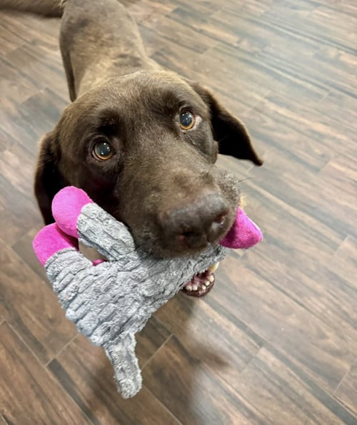 GOOSE FKA LENNY - Labrador Retriever available for adoption