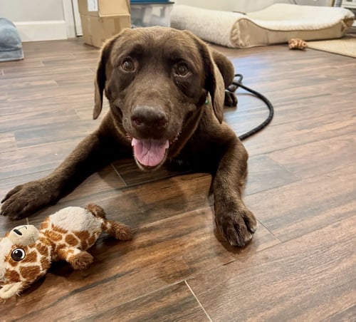 GOOSE FKA LENNY - Labrador Retriever available for adoption