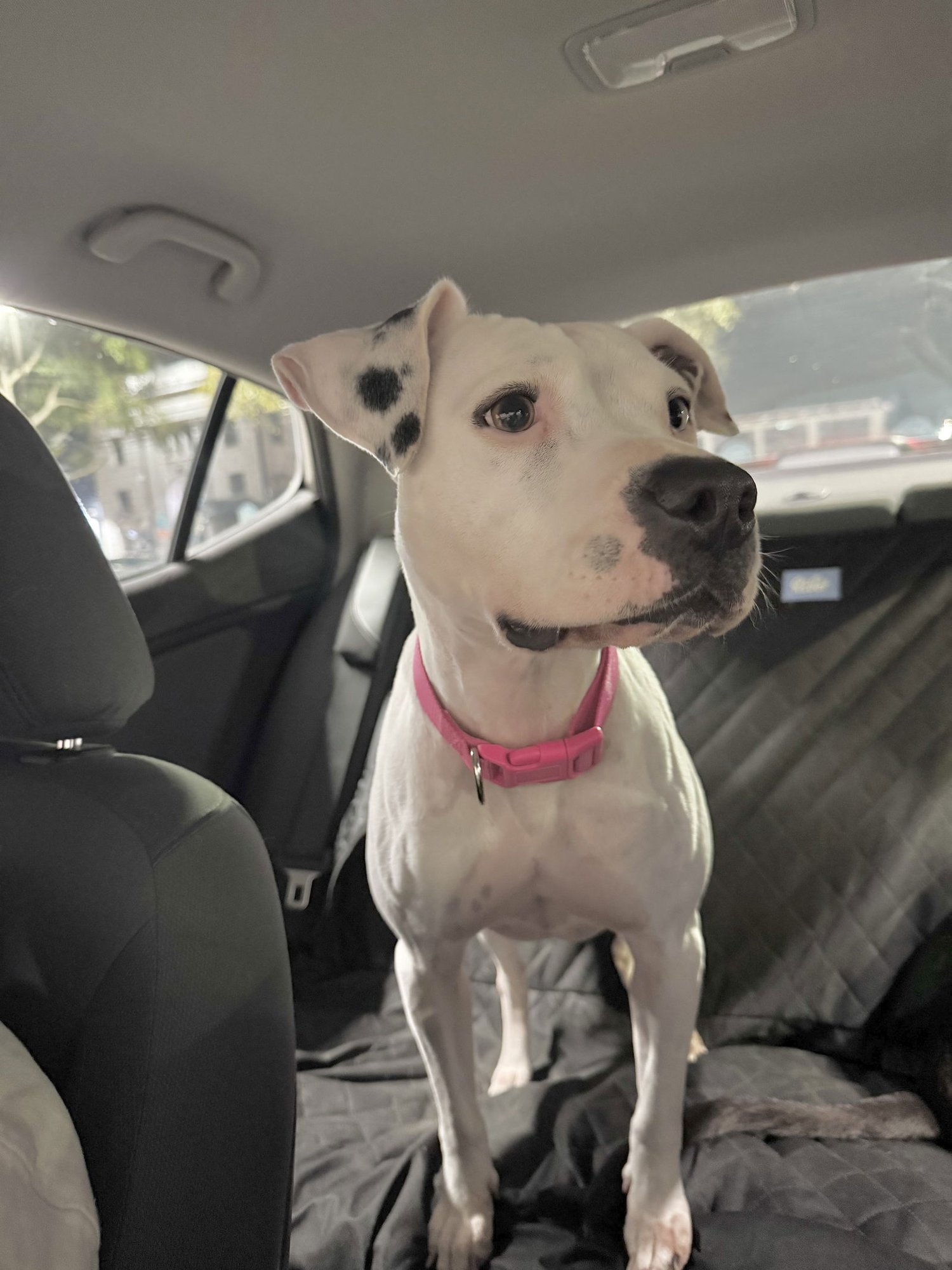 LULU - Boxer / Pointer for adoption in Houston