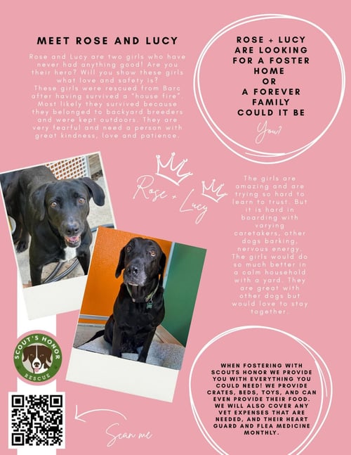 LUCY & ROSE - Labrador Retriever available for adoption