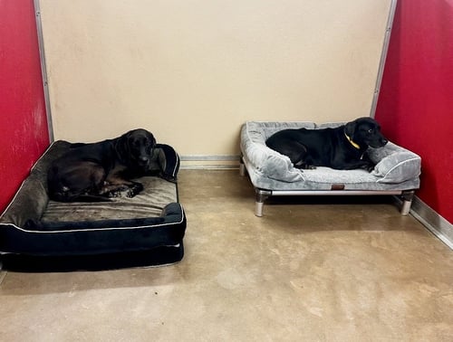 LUCY & ROSE - Labrador Retriever available for adoption