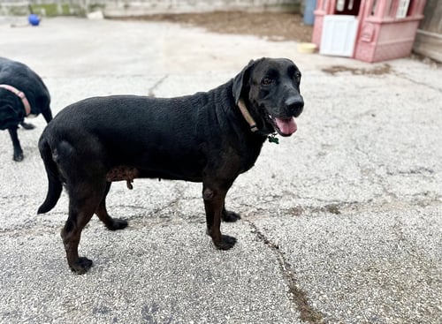 LUCY & ROSE - Labrador Retriever available for adoption