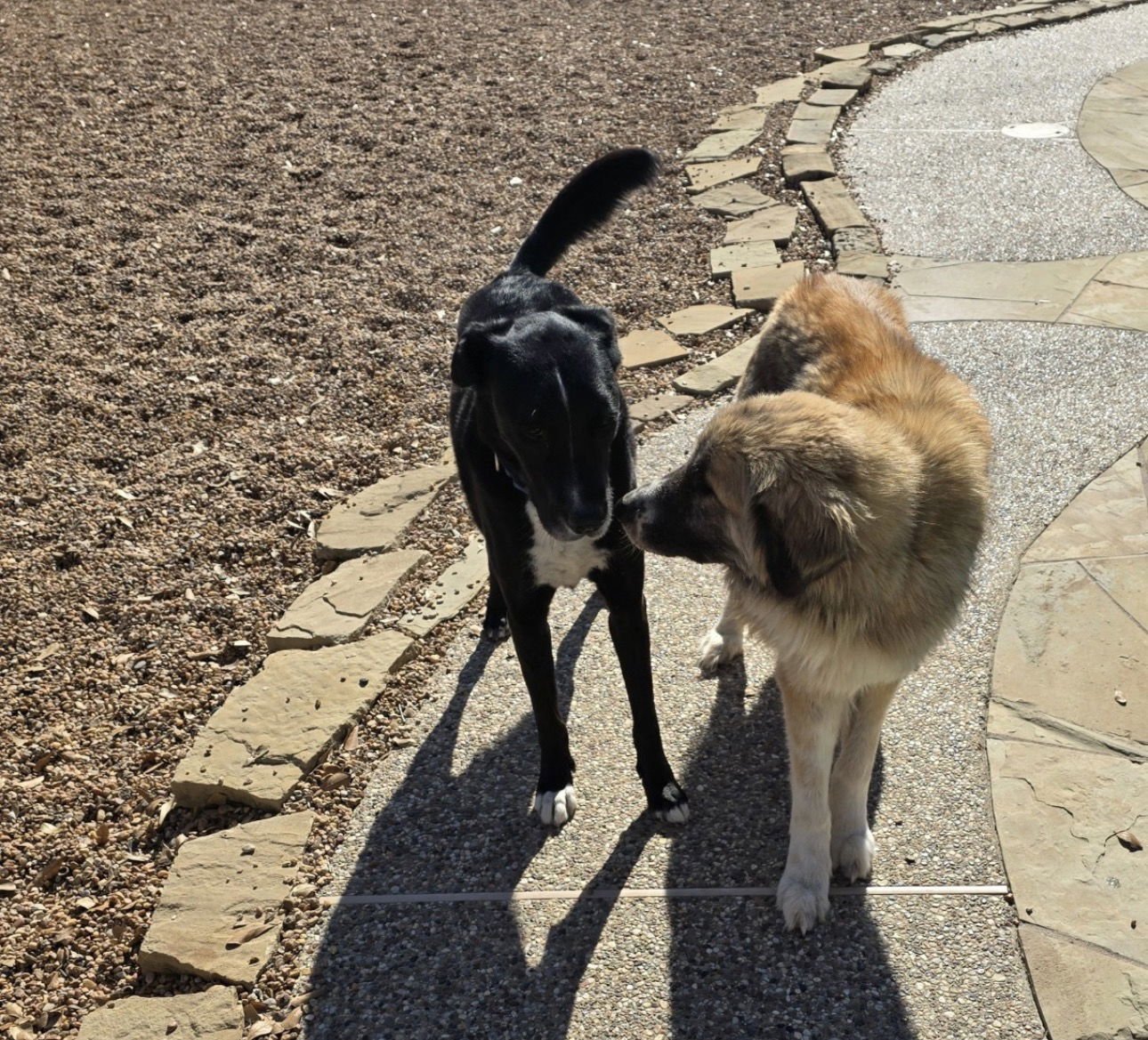 Peaches (fka Princess) - Photo 4