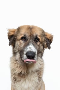 Peaches (fka Princess) - Photo 3