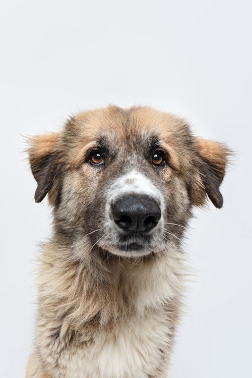 PEACHES (FKA PRINCESS) - Anatolian Shepherd / Shepherd for adoption in Houston
