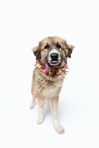 Peaches (fka Princess) - Photo 4