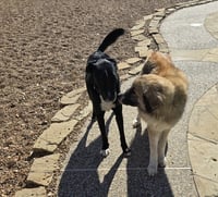Peaches (fka Princess) - Photo 14
