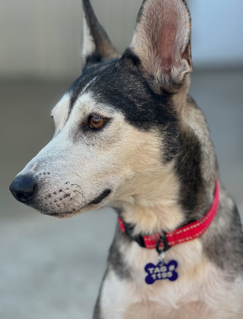 HATTIE - Husky available for adoption