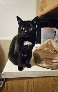 Bagheera - FOSTER OR HOME URGENTLY NEEDED!!! - Photo 2