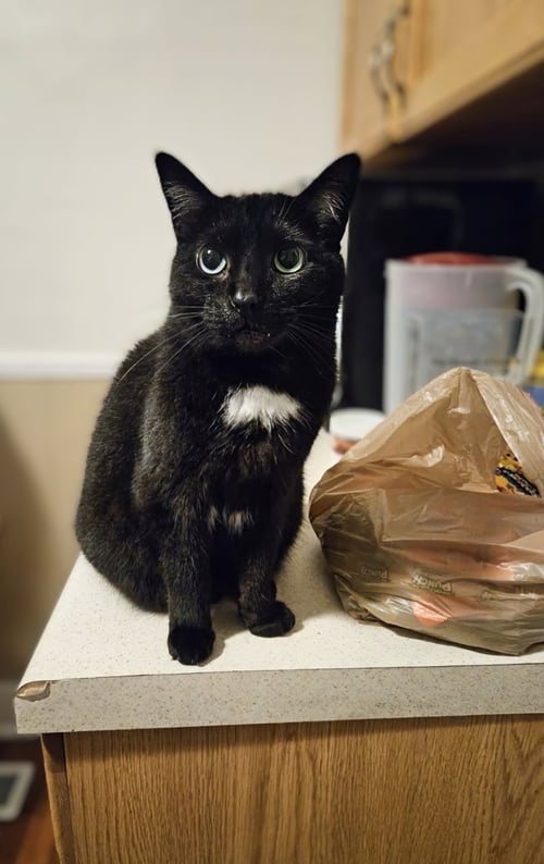 BAGHEERA - FOSTER OR HOME URGENTLY NEEDED!!! - Bombay / Domestic Short Hair available for adoption