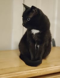 Bagheera - FOSTER OR HOME URGENTLY NEEDED!!! - Photo 3