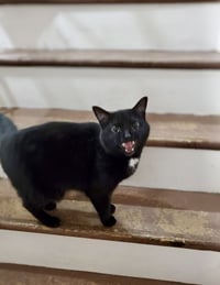 Bagheera - FOSTER OR HOME URGENTLY NEEDED!!! - Photo 4