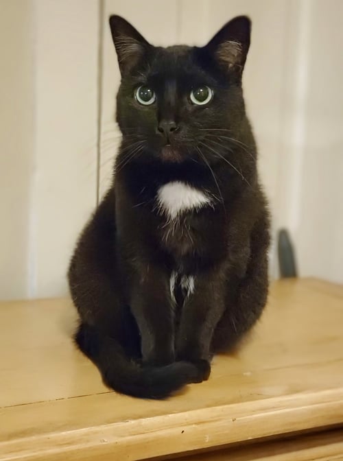 BAGHEERA - FOSTER OR HOME URGENTLY NEEDED!!! - Bombay / Domestic Short Hair available for adoption